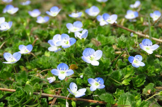 這(zhè)種春天最火(huǒ)的藍色小野花，你真的認識它麽？